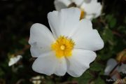 Cistus salviifolius 8783 (*)