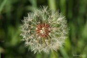 Taraxacum officinale 8832 (*)