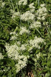 Lepidium draba 8854 (*)