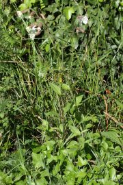 Silene latifolia 8837 (*)