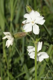 Silene latifolia 8843 (*)