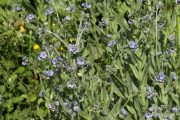 Cynoglossum creticum 8893 (*)