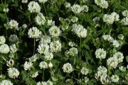 Trifolium nigrescens 8921 (*)