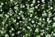 Trifolium nigrescens 8934 (*)