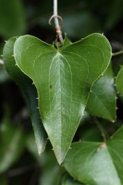 Smilax aspera 8971 (*)