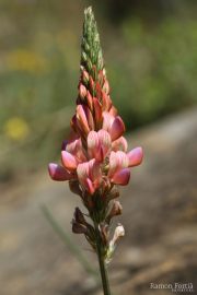 Onobrychis supina 8979 (*)