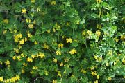 Coronilla emerus 9067 (*)