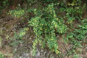 Coronilla emerus 9126 (*)