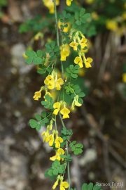 Coronilla emerus 9128 (*)