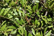 Pistacia lentiscus 9007 (*)