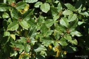 Viburnum tinus 9015 (*)