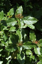 Viburnum tinus 9016 (*)