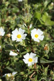 Cistus monspeliensis 9414 (*)