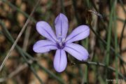 Aphyllanthes monspeliensis 9509 (*)