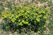 Euphorbia serrata 9511 (*)