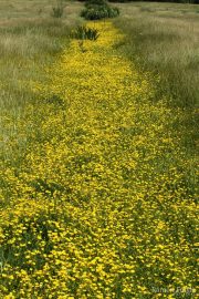 Ranunculus sardous 1970 (*)