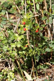 Ruscus aculeatus 0112 (*)