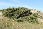 Juniperus oxycedrus 0374 (*)