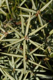 Juniperus oxycedrus 0397 (*)