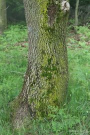 Quercus pubescens 7195