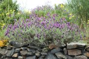 Lavandula stoechas 9346 (*)