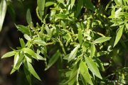 Salix alba 0463 (*)