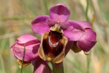 Ophrys tenthredinifera 7652 (**)