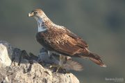 Aquila fasciata 3577 (****)
