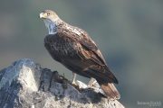 Aquila fasciata 3586 (****)