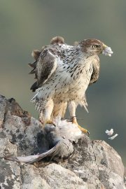 Aquila fasciata 3628 (****)