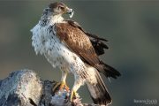 Aquila fasciata 3748 (****)