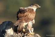 Aquila fasciata 3792 (****)