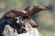 Aquila fasciata 4013 (****)