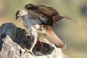 Aquila fasciata 4017 (****)