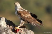 Aquila fasciata 4077 (****)
