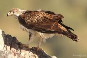 Aquila fasciata 4112 (****)