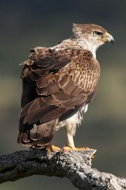 Aquila fasciata 4121 (****)