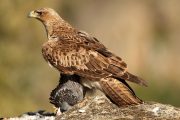 Aquila fasciata 8407 (****)