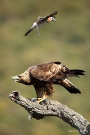 Aquila chrysaetos 4404 (****)