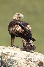 Aquila chrysaetos 4553 (****)