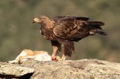 Aquila chrysaetos 6149 (****)