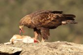 Aquila chrysaetos 6175 (****)