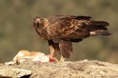 Aquila chrysaetos 6183 (****)