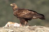 Aquila chrysaetos 6202 (****)