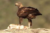 Aquila chrysaetos 6219 (****)