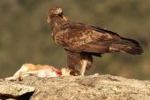 Aquila chrysaetos 6238 (****)