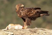 Aquila chrysaetos 6265 (****)