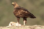Aquila chrysaetos 6313 (****)