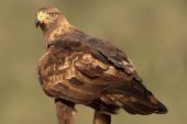 Aquila chrysaetos 6318 (****)