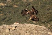 Aquila chrysaetos 6326 (***)